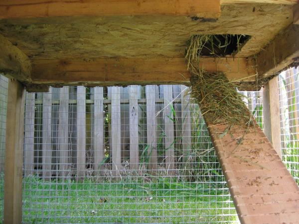 Convert your doghouse to a chicken coop | IWillTry.org